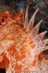 Danger!!! Red Scorpionfish by Vittorio Durante 